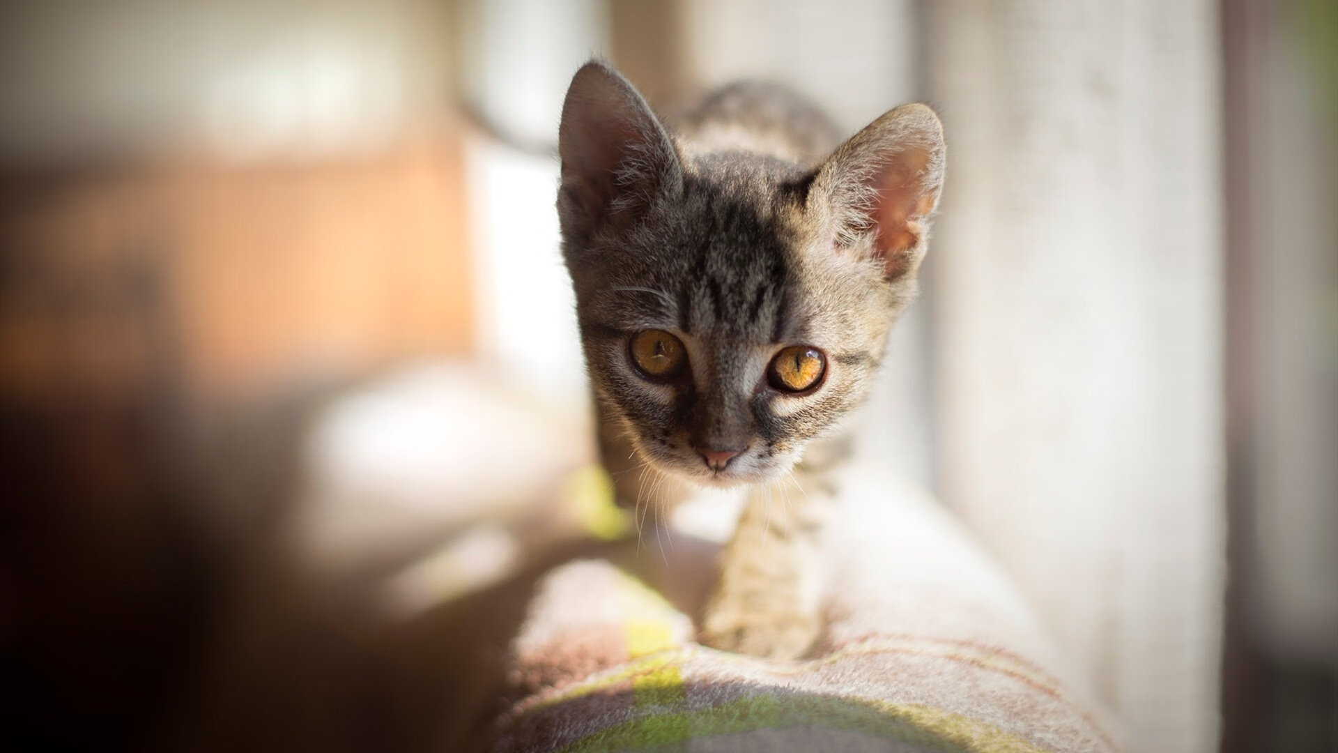 新闻中心数字化平台全面升级，中国新闻数字版