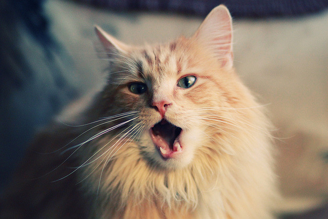 校园体育场馆智能调度方案研究，校园体育场馆智能调度方案研究内容